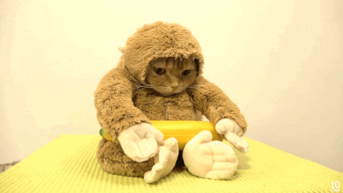 cat monkey GIF