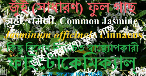 scgarai giphygifmaker india jasmine kolkata GIF