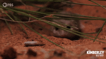 Australia Mouse GIF by PBS