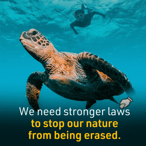 ausconservation ocean environment turtle conservation GIF