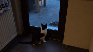 Cat Makes Best Attempt to Catch Fast-Moving Fly