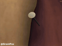 Kiwi GIF