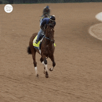 Sport Winner GIF by World Horse Racing