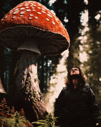 Happy Mushroom GIF