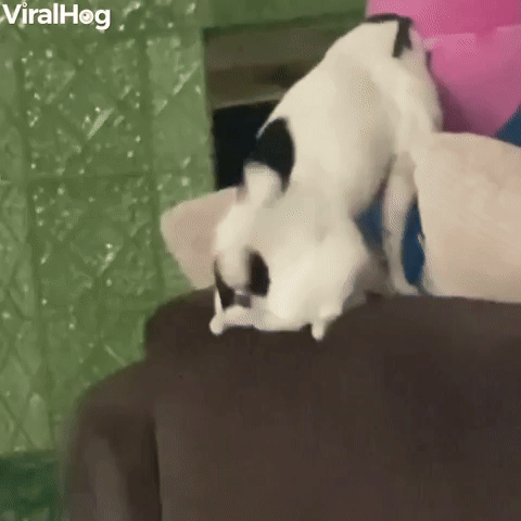 Excited Doggy Turns Tail Into Helicopter