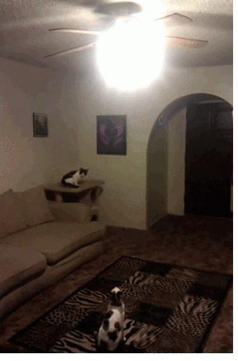 cat jump GIF
