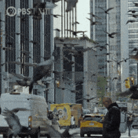 Explore New York City GIF by Nature on PBS