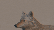 Coyote Grandaddy GIF by Dangerbird Records