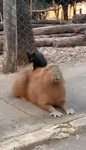 cat capybara GIF
