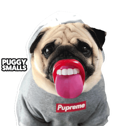thepuggysmalls cute dog tongue pug Sticker