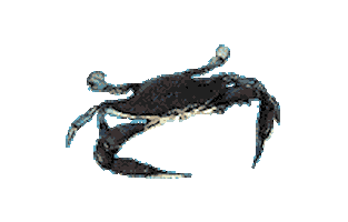 Crab Sticker