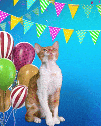 Celebrate Happy Birthday GIF