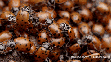 Insects Swarm GIF by PBS Digital Studios