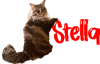 Cat Stella Sticker
