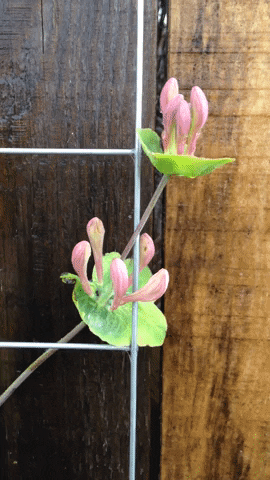 Sab8228 giphygifmaker GIF