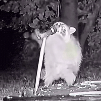 Wildlife Singing GIF by Respective