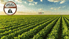 agrojangada agro jangada agrojangada grupojangada GIF