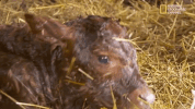 the incredible dr pol season 12 episode 6 GIF by Nat Geo Wild 