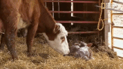 the incredible dr pol season 12 episode 6 GIF by Nat Geo Wild 