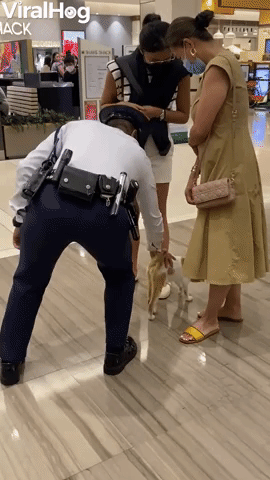 Cat Breaks into Mall For Belly Rubs