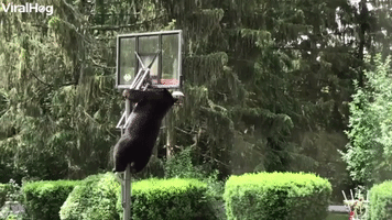 Mama Bear Climbs Hoop to Feed Cubs