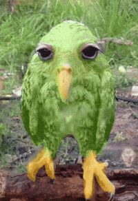 Owl Duo GIF