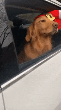 Happy Dog GIF