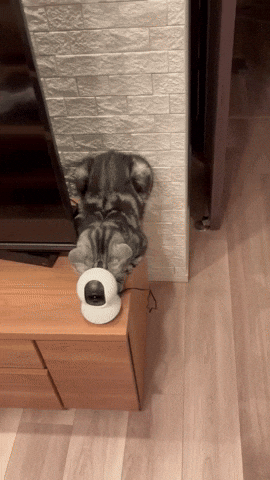 cuteanimalland giphyupload GIF