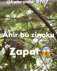 trend uzbek uzbek mem okeni kamronbe0707 GIF