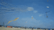 Kite Jellyfish GIF
