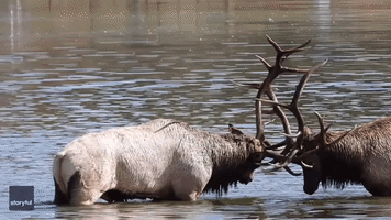 Elks Clash at Estes Park During Rutting Season