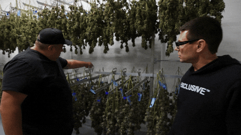 Grow Hung Up GIF by Exclusive Brands