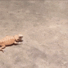 Video gif. Large reptile head turn towards a Bearded Dragon lizard. The bearded dragon flings itself up and scurries away on its two back feet.