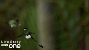 bbc one bird GIF by BBC