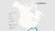 tricolored heron GIF by audubon