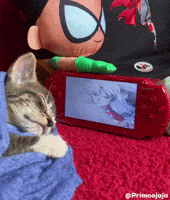 Kitty Cinema GIF
