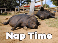 Tired Good Morning GIF by Sealed With A GIF