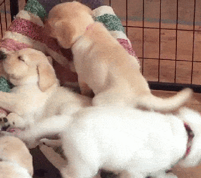 Animal gif. We see a few puppies scampering around an enclosure, while one of them is asleep on a pillow. One of the other puppies climbs on top of the sleeping one, waking it up, and snuggles in next to it.