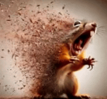 Squirrel Dust GIF