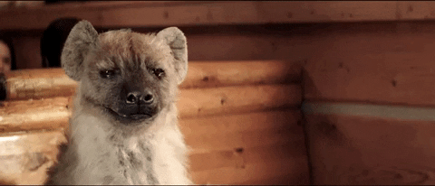 montanasbbq giphygifmaker dead canada kill GIF