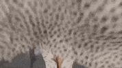 Mtv Emas GIF by 2020 MTV EMA
