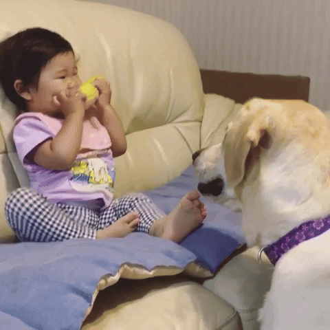 cuteanimalland giphyupload GIF
