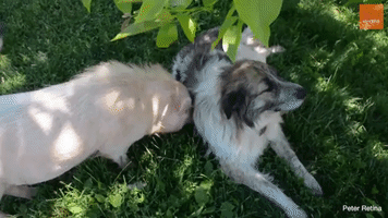 Dogs and Pigs: Natural Best Friends