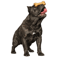 Happy Fun Sticker by abana a cauda
