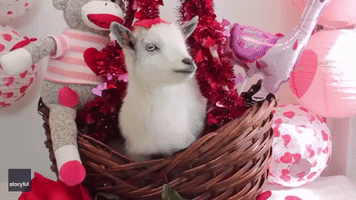 Goat Valentine Basket