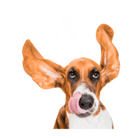 Basset Hound Hearts Sticker