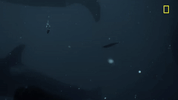 Nat Geo Ocean GIF by National Geographic Channel