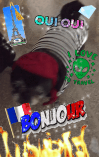 pug benji GIF