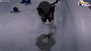 Funny Cat GIF by The Dodo