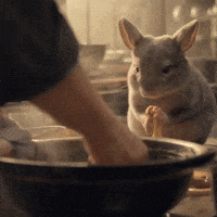 Chinchilla Sue GIF